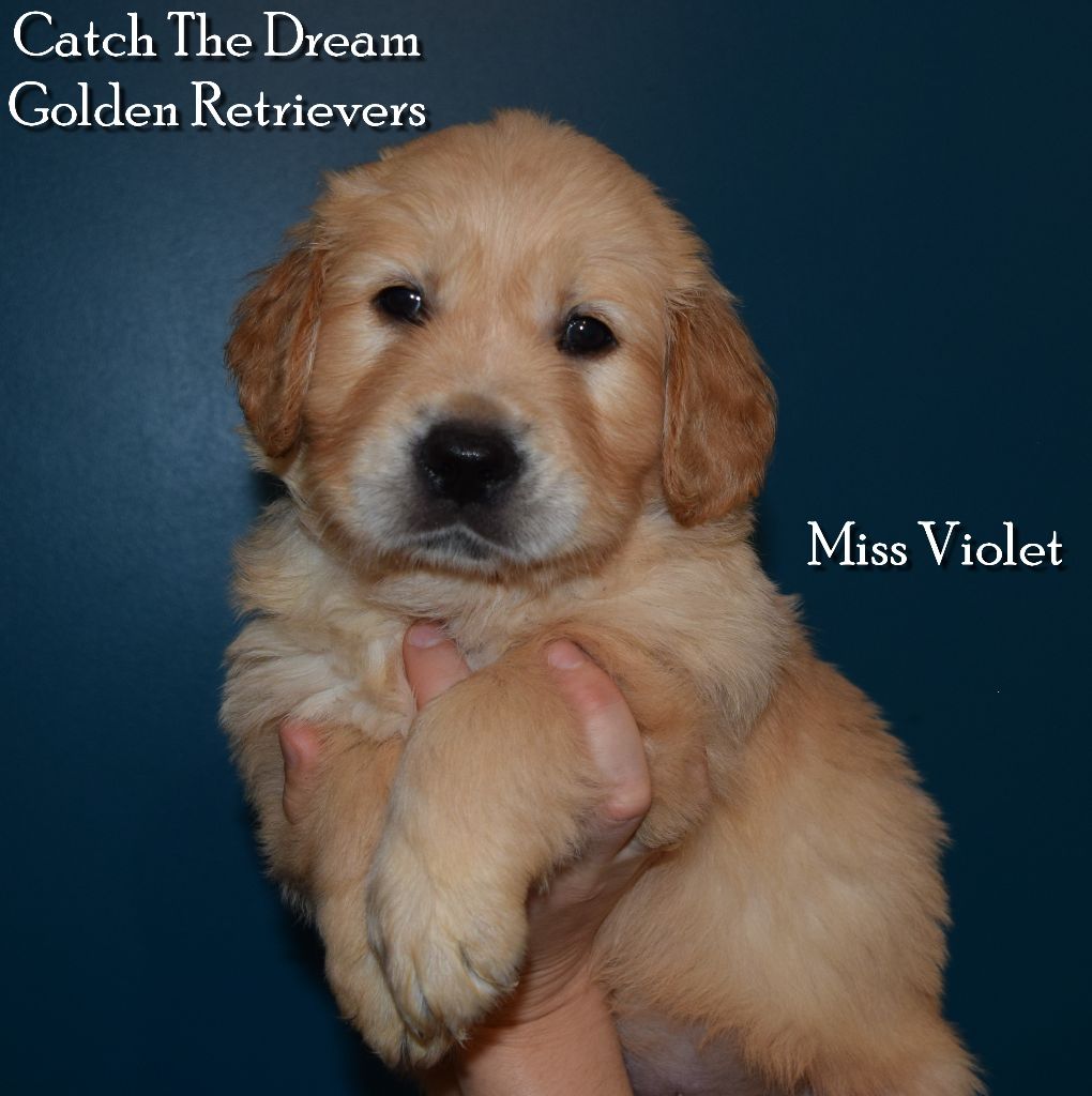 Catch The Dream - Chiot disponible  - Golden Retriever