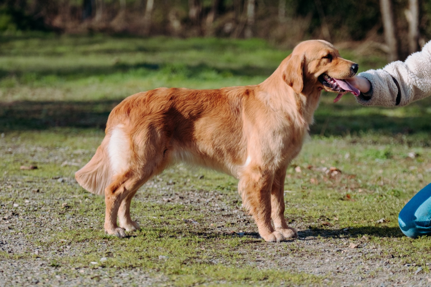 Catch The Dream Violet evergarden