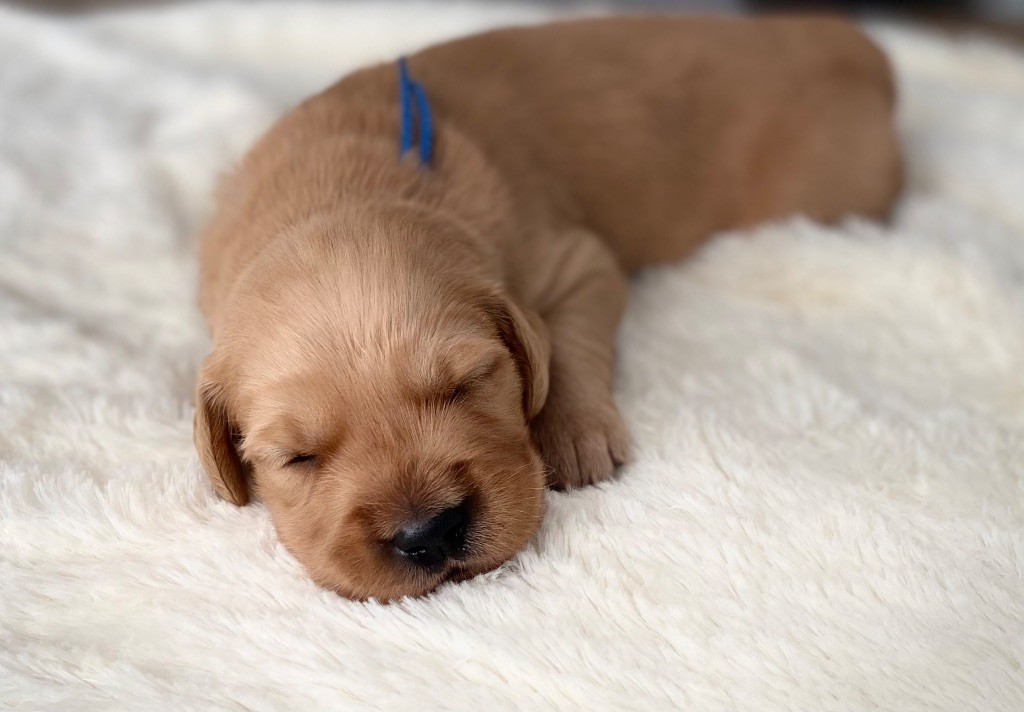 Catch The Dream - Chiots disponibles
