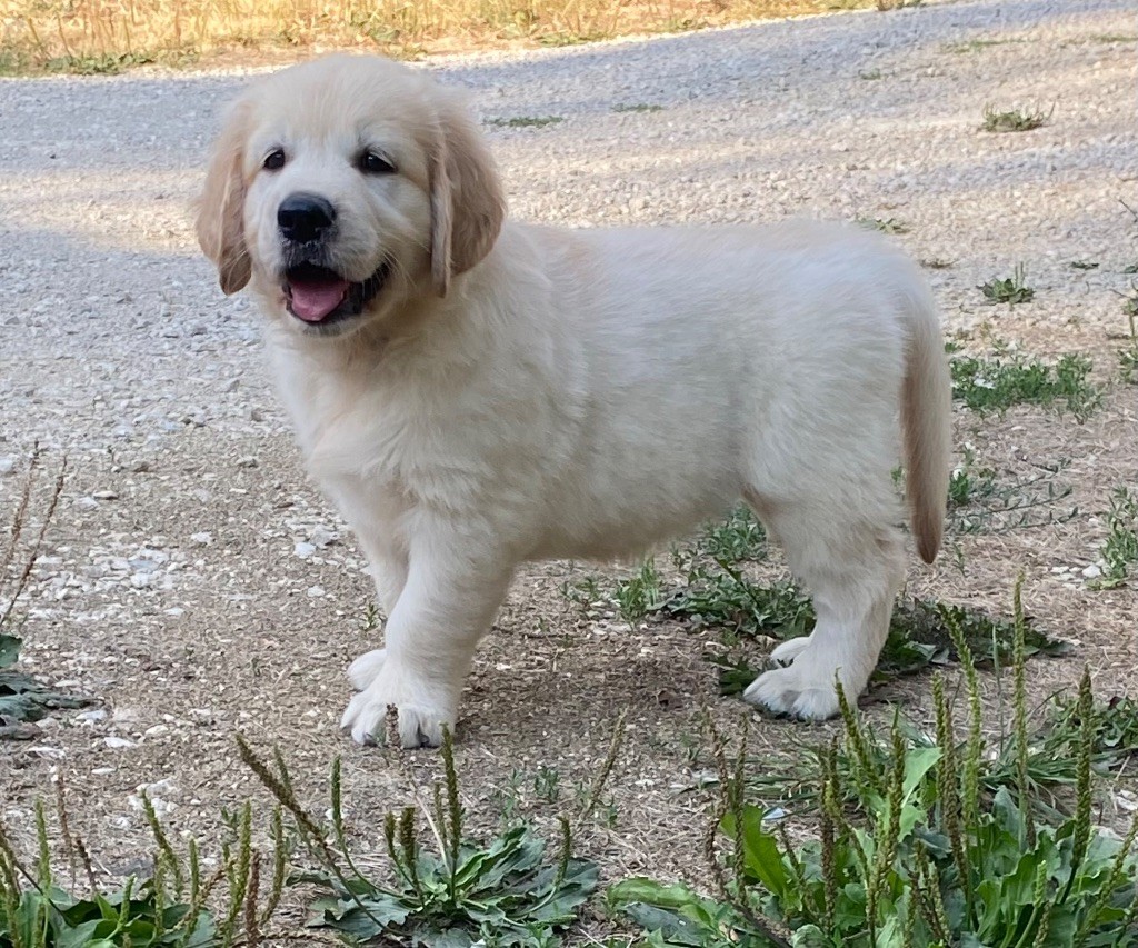 Catch The Dream - Chiots disponibles - Golden Retriever