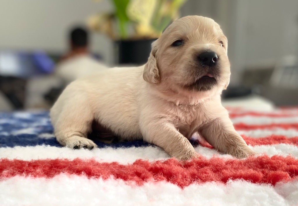 Catch The Dream - Chiots disponibles - Golden Retriever