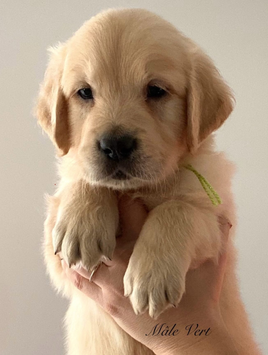 Catch The Dream - Chiots disponibles - Golden Retriever