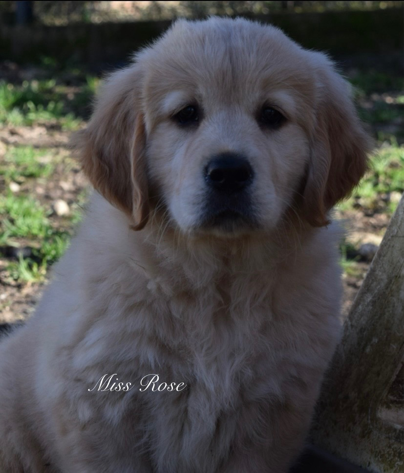 Catch The Dream - Chiots disponibles - Golden Retriever