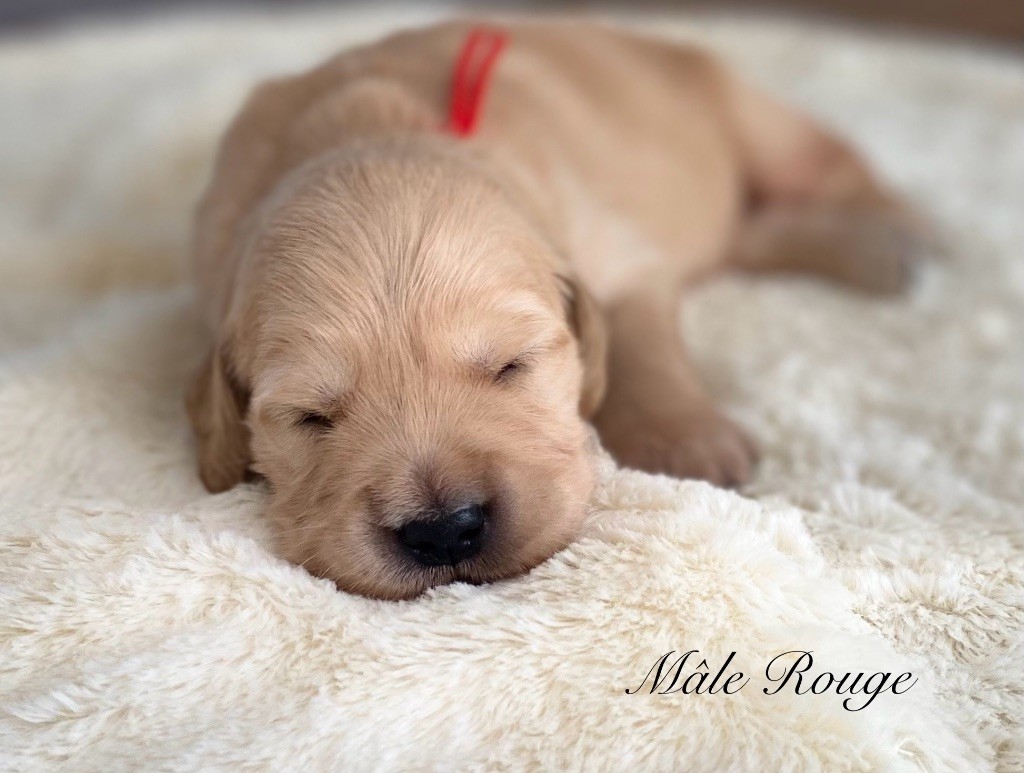 Catch The Dream - Chiots disponibles - Golden Retriever