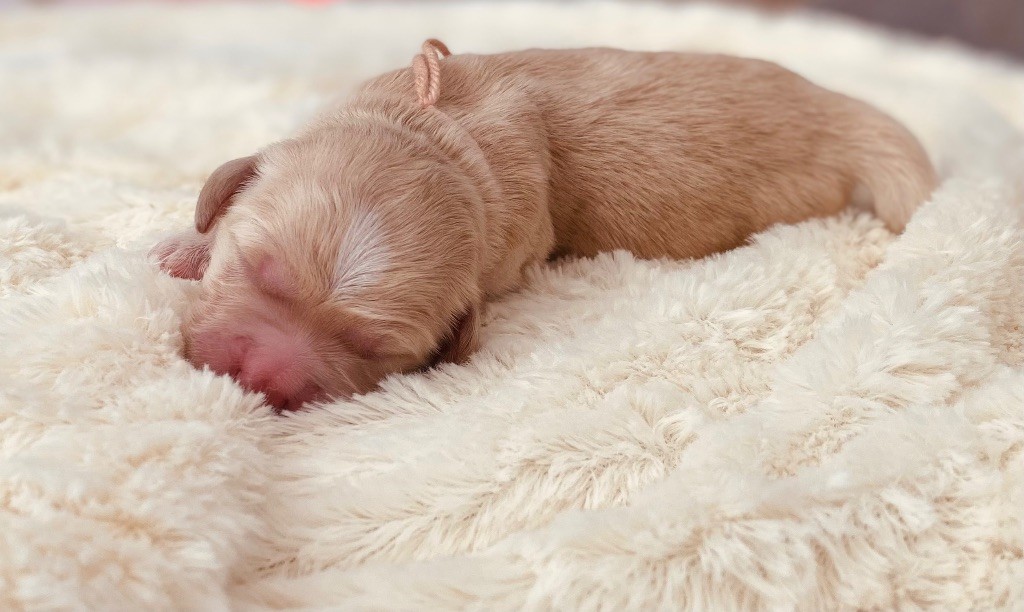 Chiot Golden Retriever Catch The Dream