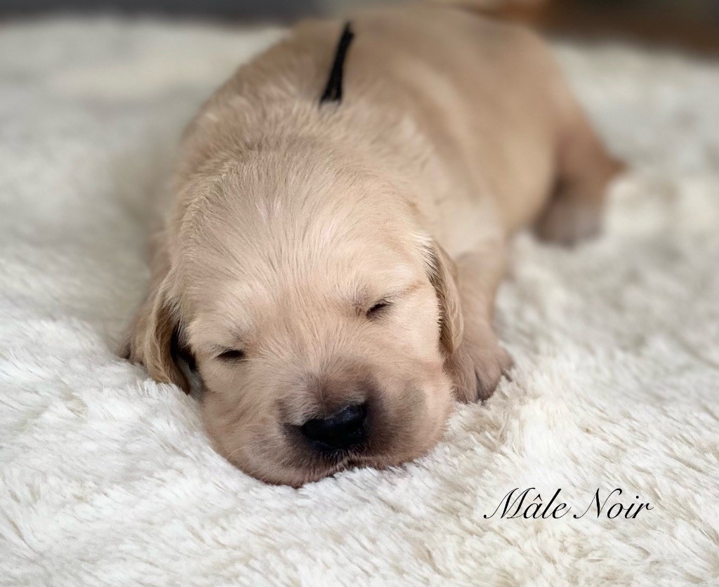 Catch The Dream - Chiots disponibles - Golden Retriever