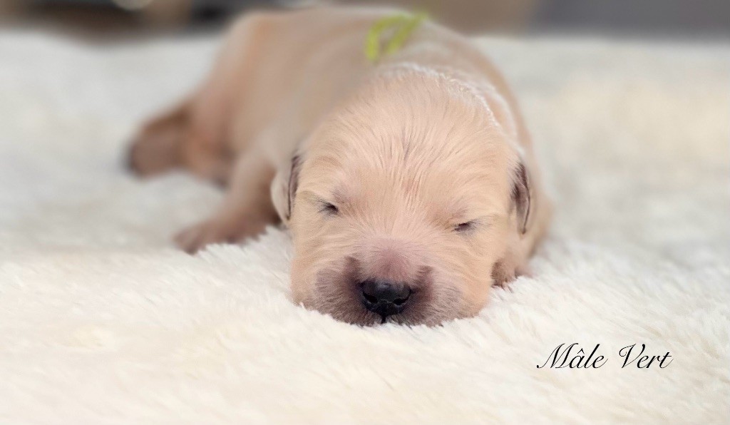 Catch The Dream - Chiots disponibles - Golden Retriever