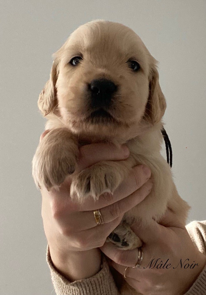 Catch The Dream - Chiots disponibles - Golden Retriever