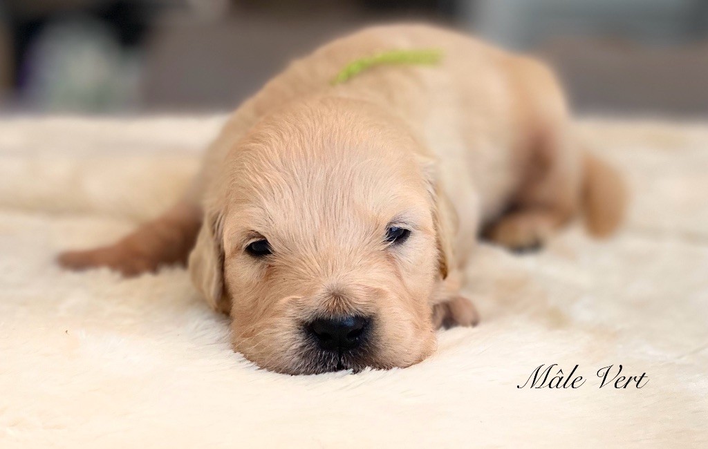 Catch The Dream - Chiots disponibles - Golden Retriever