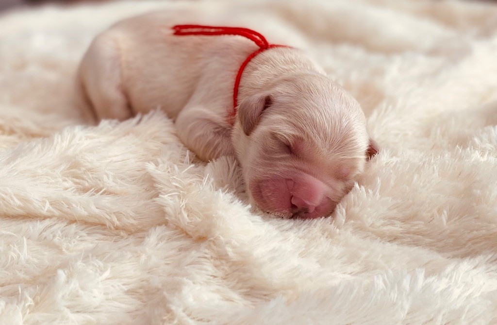 Catch The Dream - Chiots disponibles - Golden Retriever
