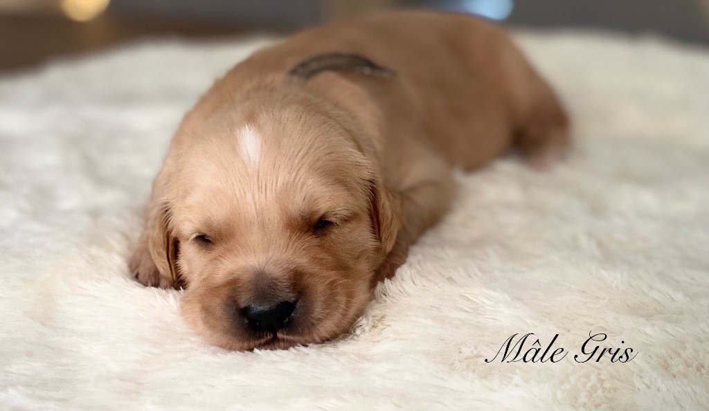 Catch The Dream - Chiots disponibles - Golden Retriever