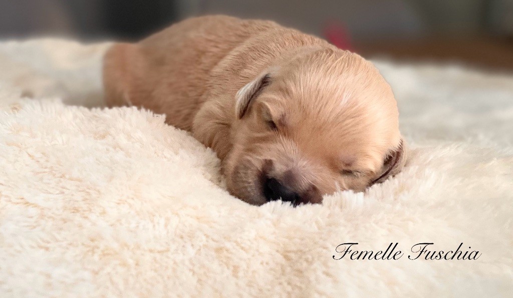 Catch The Dream - Chiots disponibles - Golden Retriever