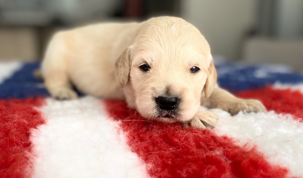 Catch The Dream - Chiots disponibles - Golden Retriever