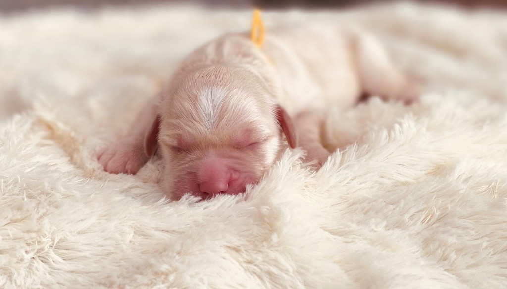 Catch The Dream - Chiots disponibles - Golden Retriever