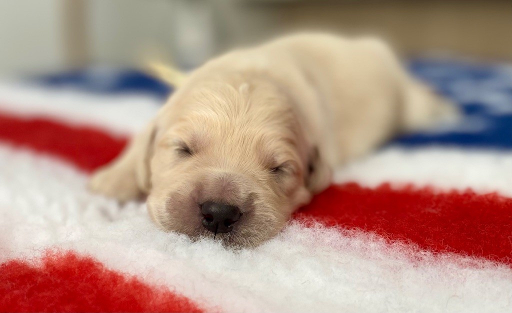 Catch The Dream - Chiots disponibles - Golden Retriever