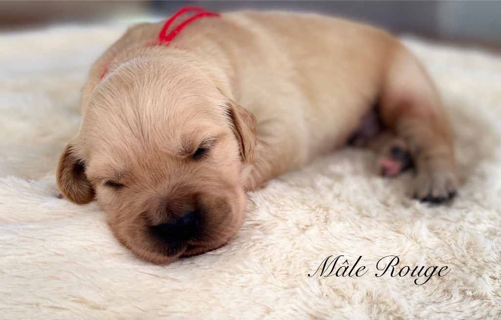Catch The Dream - Chiots disponibles - Golden Retriever