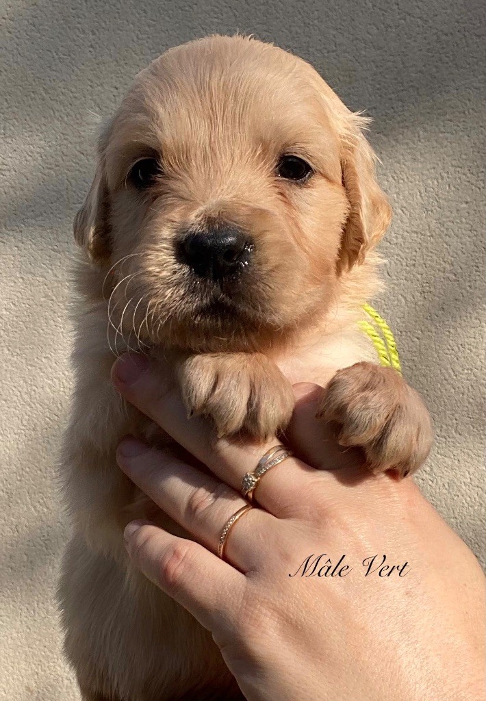 Catch The Dream - Chiots disponibles - Golden Retriever