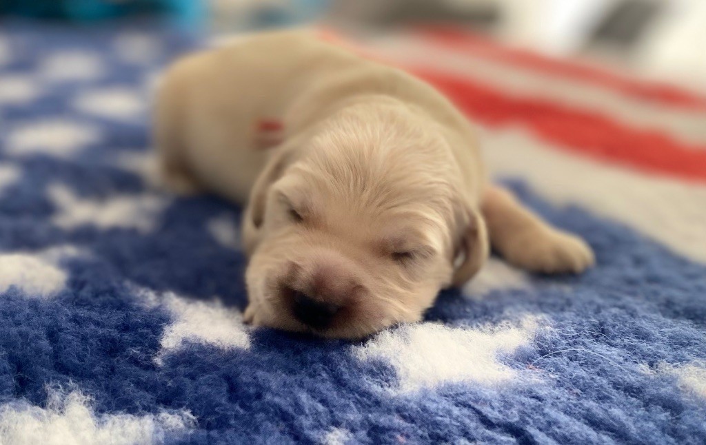 Catch The Dream - Chiots disponibles - Golden Retriever