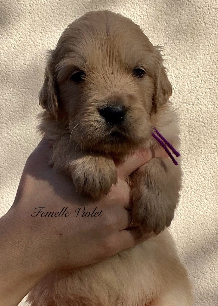 Catch The Dream - Chiots disponibles - Golden Retriever