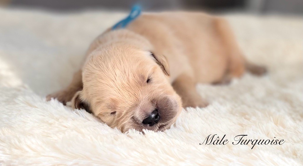 Catch The Dream - Chiots disponibles - Golden Retriever