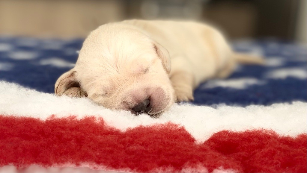 Catch The Dream - Chiots disponibles - Golden Retriever