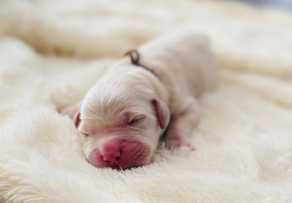 Catch The Dream - Chiots disponibles - Golden Retriever