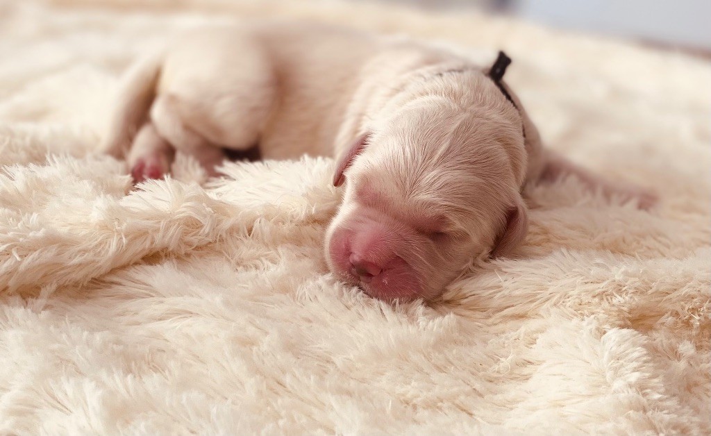 Catch The Dream - Chiots disponibles - Golden Retriever