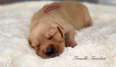 CHIOT 4