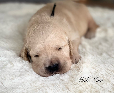 CHIOT 2