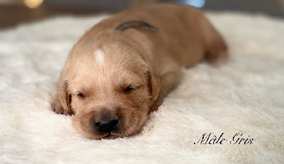 CHIOT 2