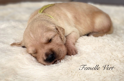 CHIOT 5