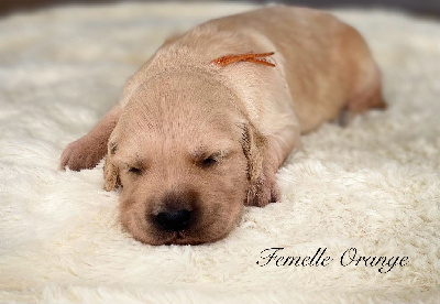 CHIOT 7