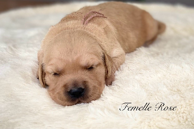 CHIOT 6