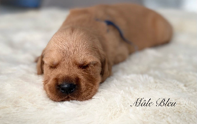 CHIOT 1