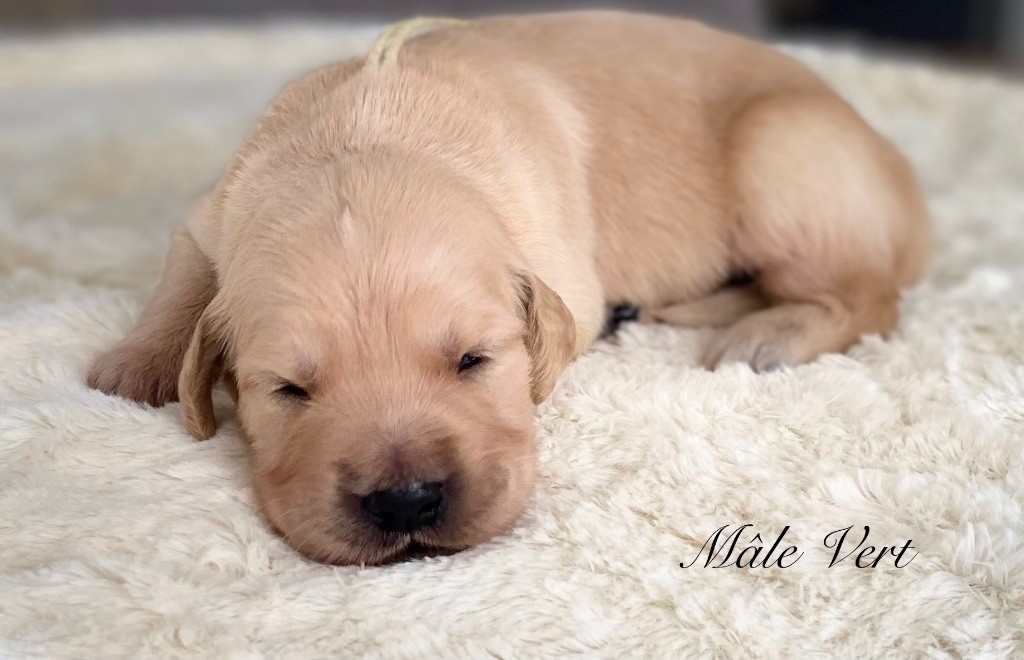 Catch The Dream - Chiots disponibles - Golden Retriever
