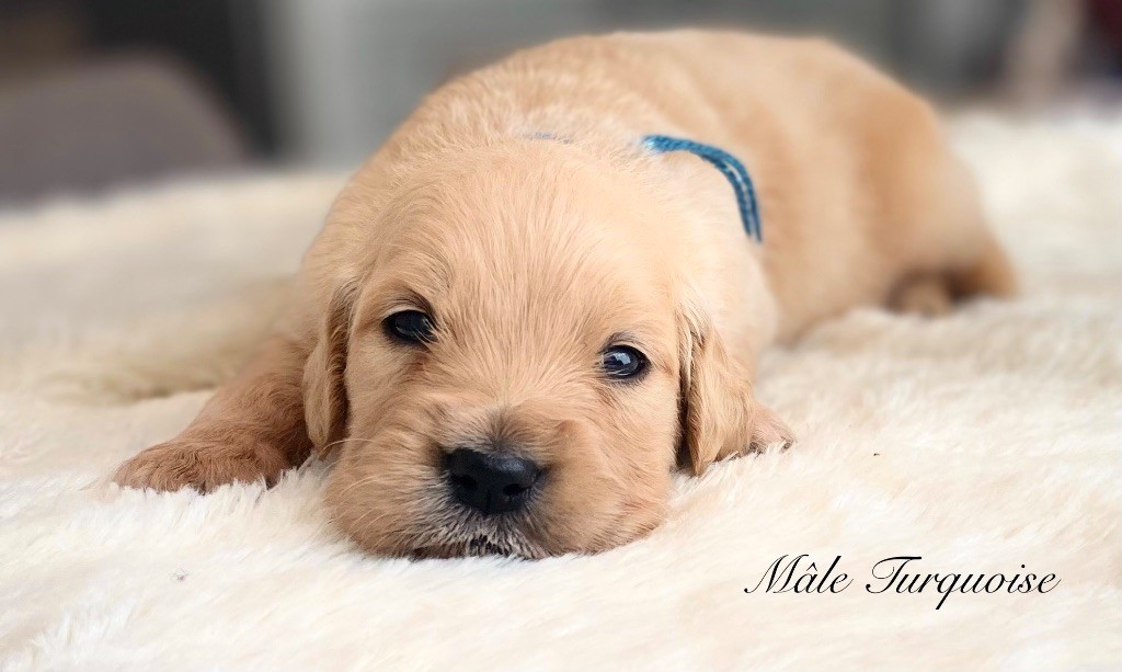 Catch The Dream - Chiots disponibles - Golden Retriever