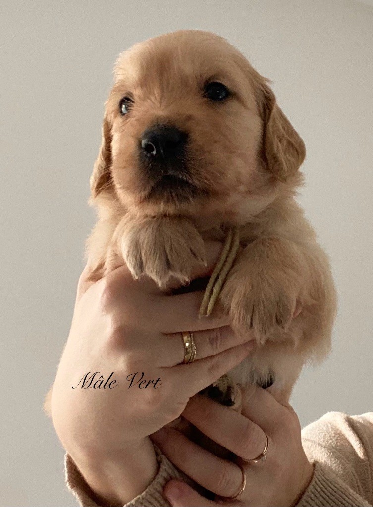 Catch The Dream - Chiots disponibles - Golden Retriever