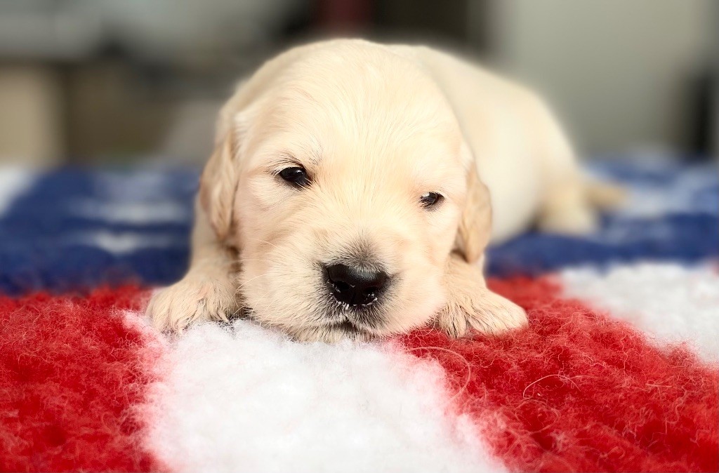 Catch The Dream - Chiots disponibles - Golden Retriever