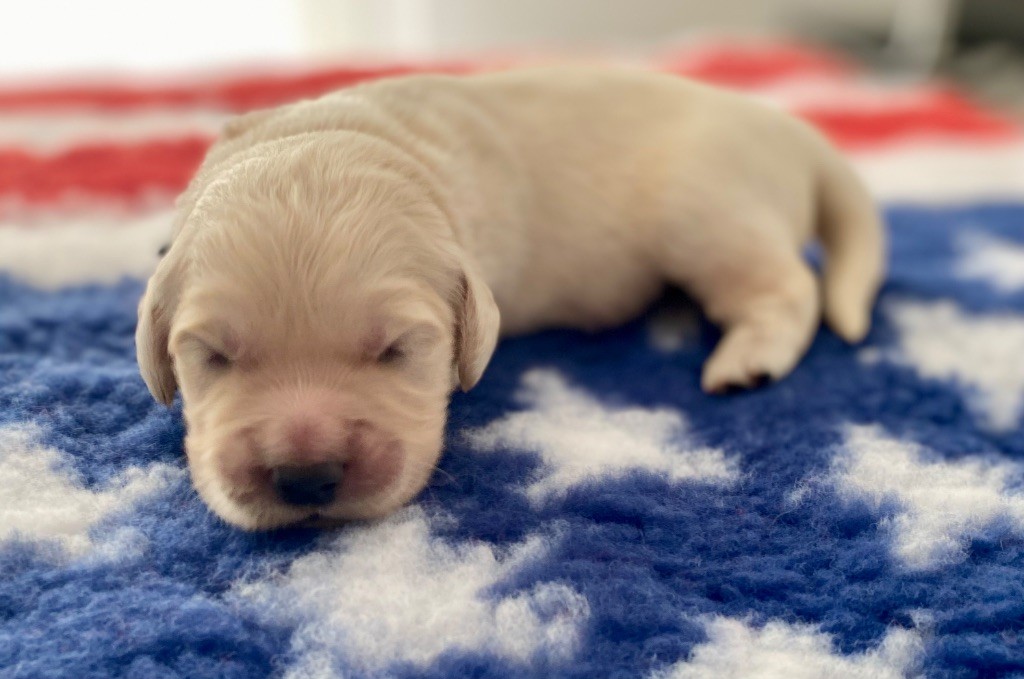 Catch The Dream - Chiots disponibles - Golden Retriever