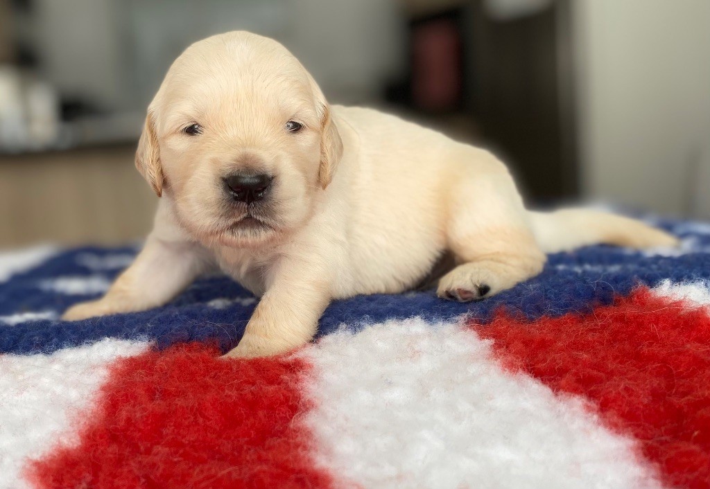 Catch The Dream - Chiots disponibles - Golden Retriever