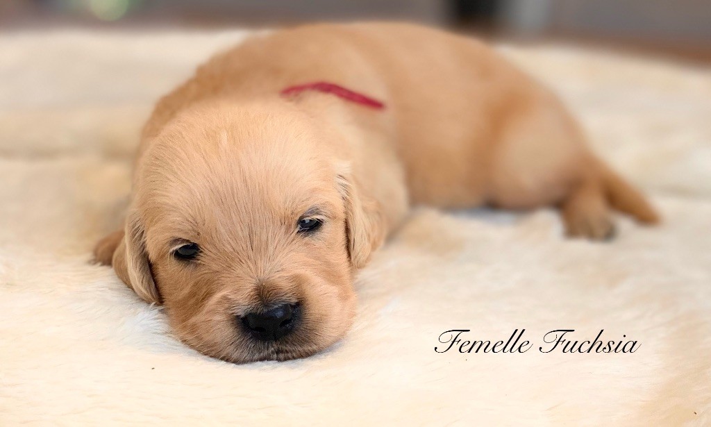 Catch The Dream - Chiots disponibles - Golden Retriever