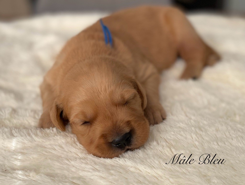 Catch The Dream - Chiots disponibles - Golden Retriever