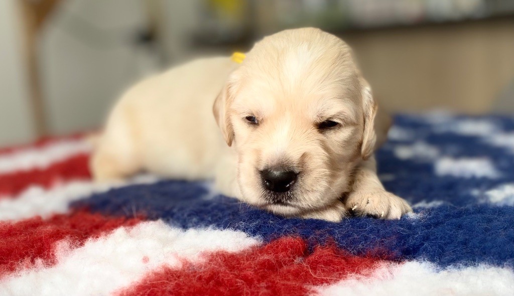 Catch The Dream - Chiots disponibles - Golden Retriever