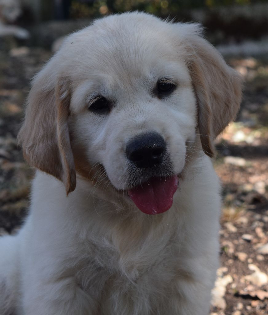 Catch The Dream - Chiots disponibles - Golden Retriever