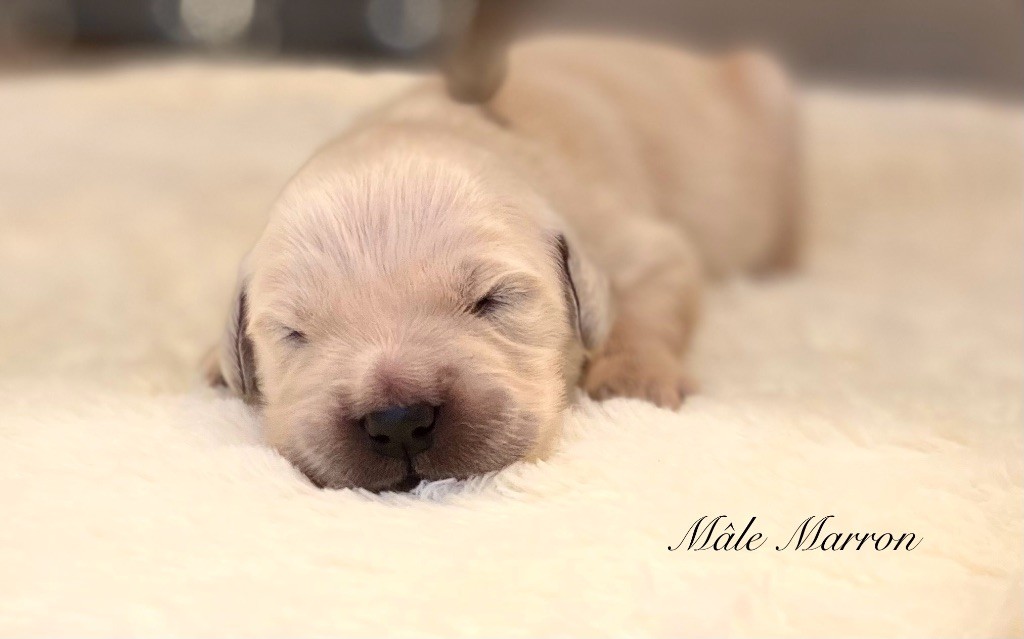 Catch The Dream - Chiots disponibles - Golden Retriever